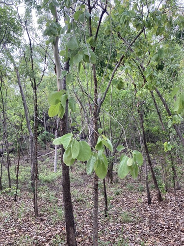 Image of Terminalia carpentariae by (c) Thomas Mesaglio, some rights reserved (CC BY)