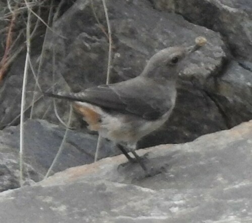 Arabian Wheatear (Oenanthe lugentoides), photo 7