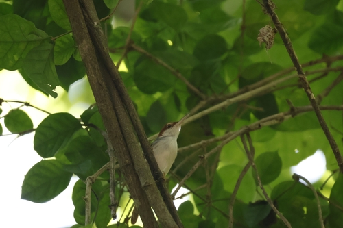 Rufous-tailed Tailorbird (Orthotomus sericeus), photo 6