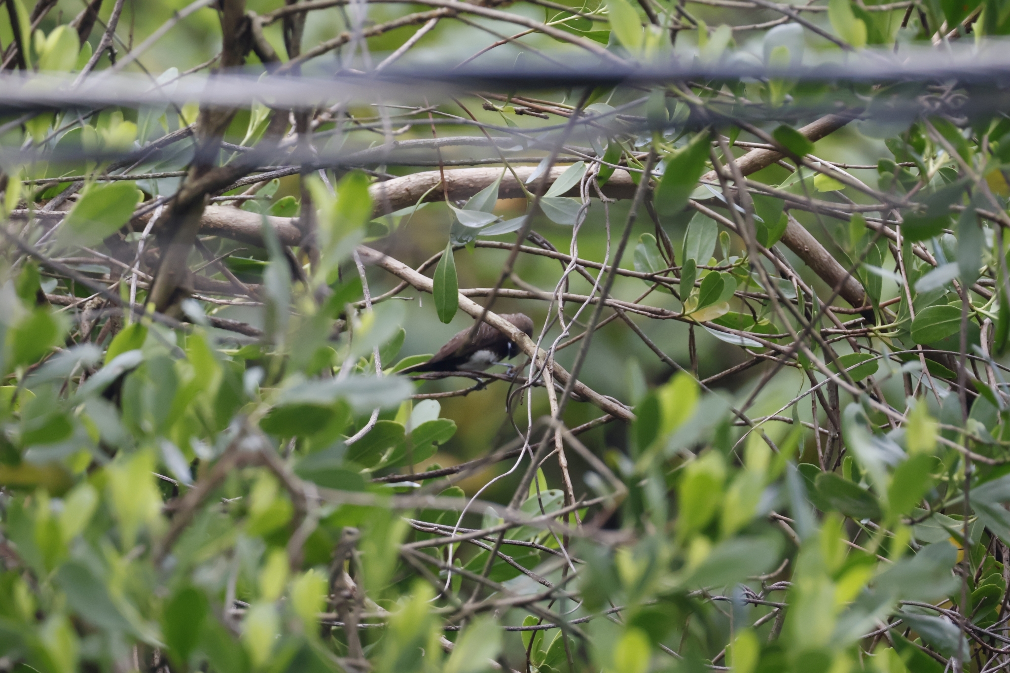 White-bellied Munia