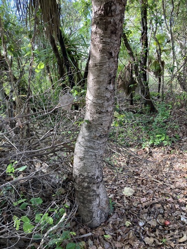 Image of Syzygium suborbiculare by (c) Thomas Mesaglio, some rights reserved (CC BY)