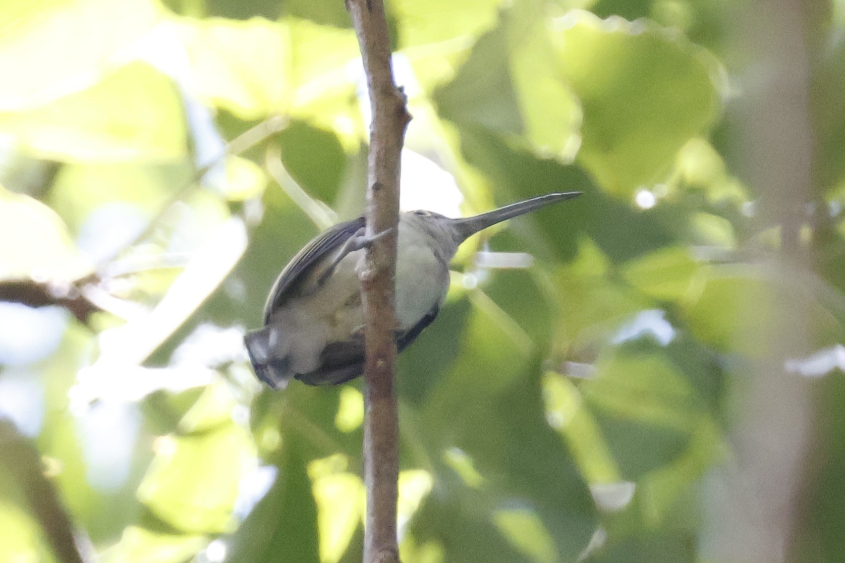 Pale Spiderhunter (Arachnothera dilutior), photo 8