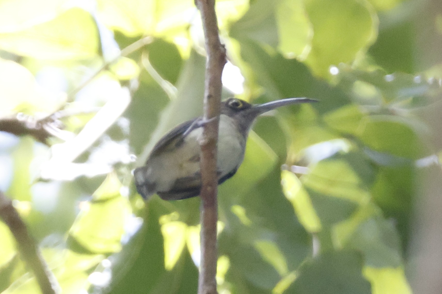 Pale Spiderhunter (Arachnothera dilutior), photo 9