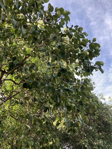 Image of Syzygium suborbiculare by (c) Thomas Mesaglio, some rights reserved (CC BY)