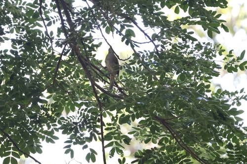 Ashy-fronted Bulbul (Pycnonotus cinereifrons), photo 8