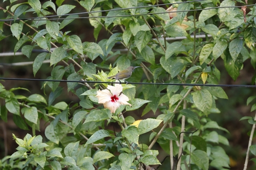 Pale Spiderhunter (Arachnothera dilutior)
