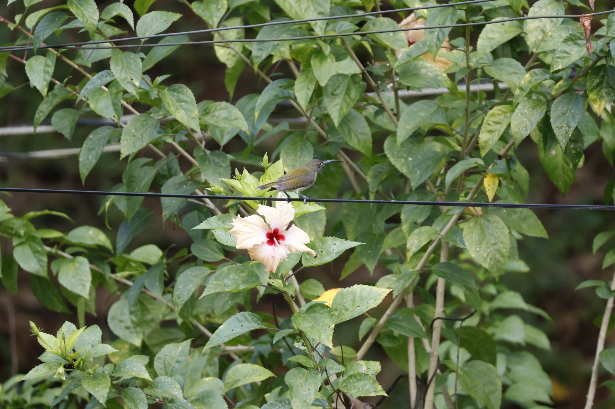 Pale Spiderhunter (Arachnothera dilutior), photo 1