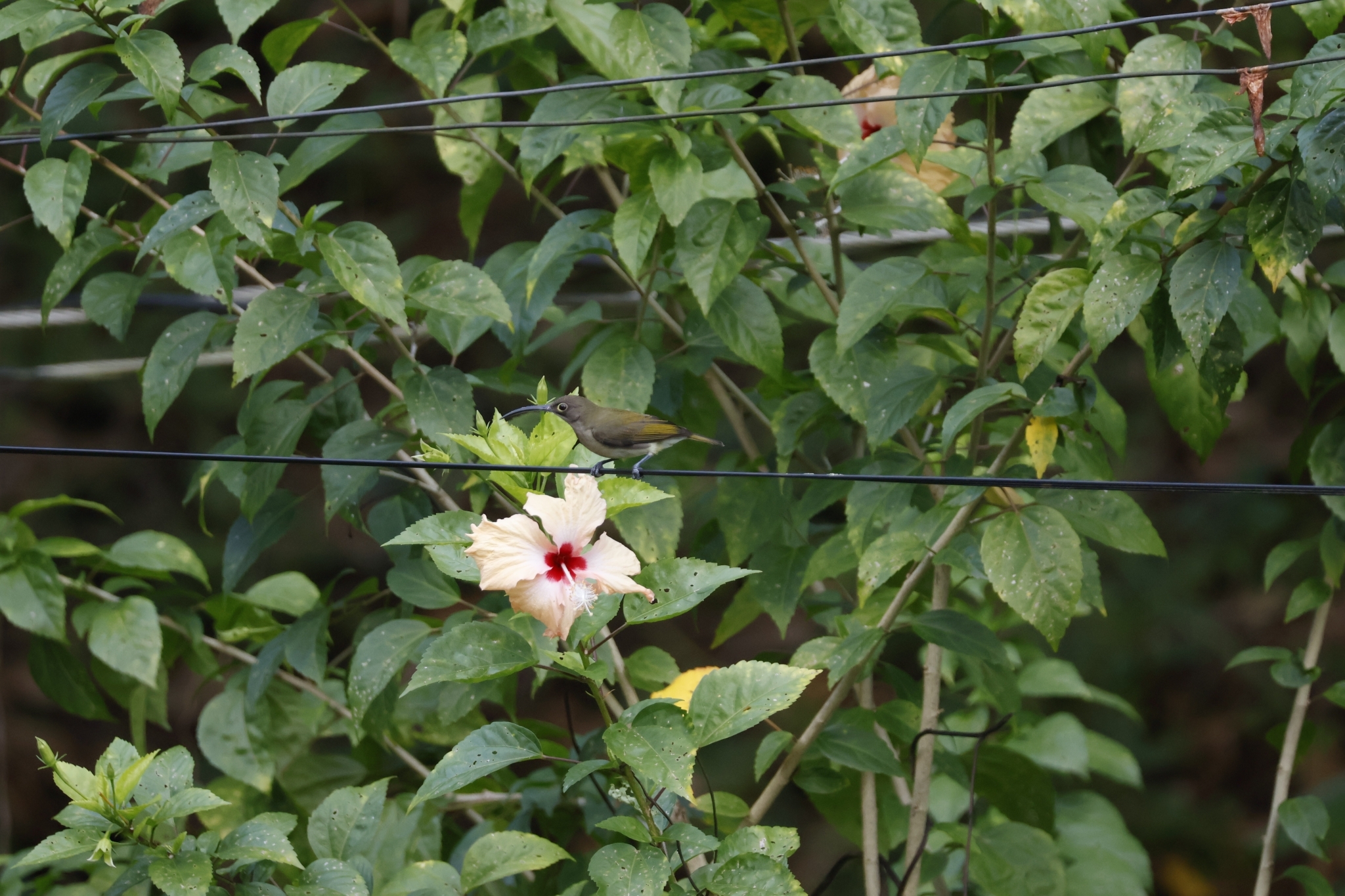Pale Spiderhunter (Arachnothera dilutior), photo 2