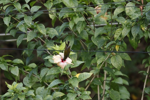 Pale Spiderhunter (Arachnothera dilutior), photo 5