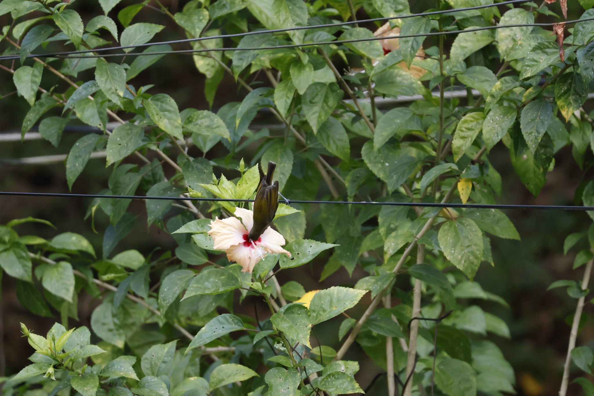 Pale Spiderhunter (Arachnothera dilutior), photo 6