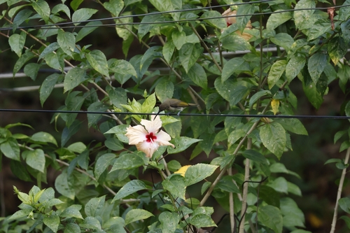 Pale Spiderhunter (Arachnothera dilutior), photo 6