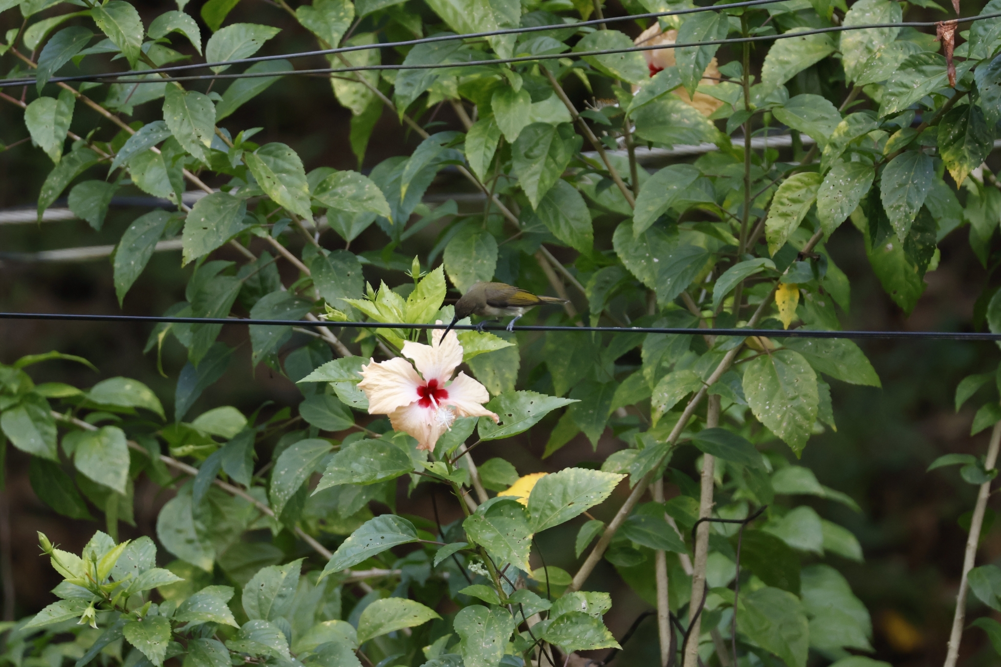 Pale Spiderhunter (Arachnothera dilutior), photo 7