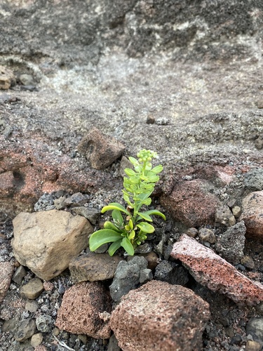 Lepidium bidentatum observed 2024-12-14