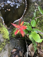 Castilleja miniata dixonii