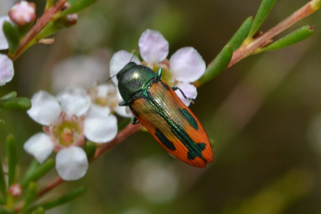 Castiarina sanguinolenta