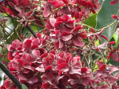 Terminalia paniculata