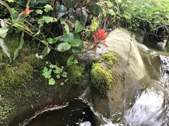 Castilleja miniata dixonii
