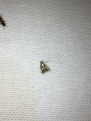 Chrysendeton medicinalis