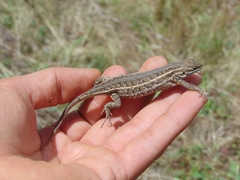 Sceloporus bicanthalis