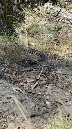Tiger Snake sighting