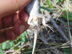 Sceloporus bicanthalis