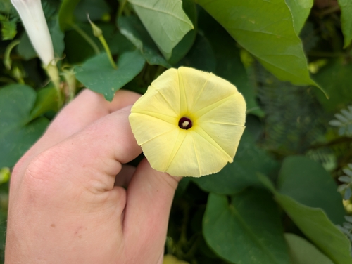 Image of Ipomoea ochracea by (c) Damien Wallace, some rights reserved (CC BY)
