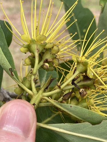 Image of Xanthostemon paradoxus by (c) Thomas Mesaglio, some rights reserved (CC BY)
