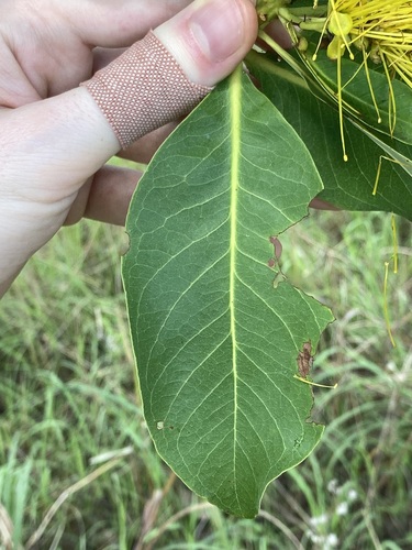 Image of Xanthostemon paradoxus by (c) Thomas Mesaglio, some rights reserved (CC BY)