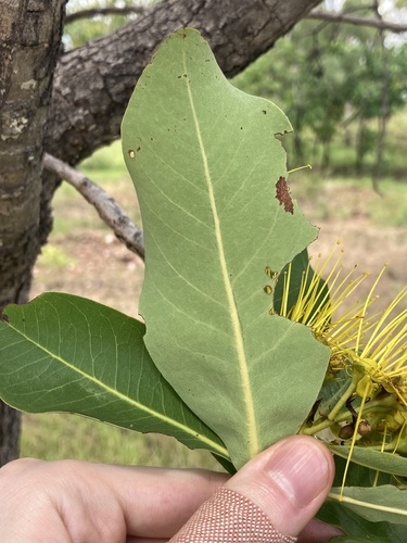 Image of Xanthostemon paradoxus by (c) Thomas Mesaglio, some rights reserved (CC BY)