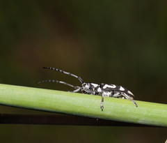 Pterolophia luctuosa
