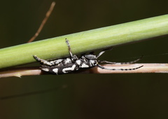 Pterolophia luctuosa