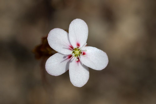 Drosera spilos