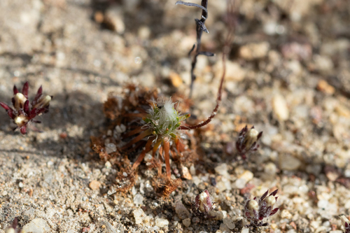 Drosera spilos