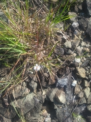 Symphyotrichum depauperatum