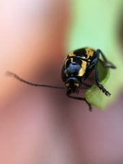 Cryptocephalus castaneus