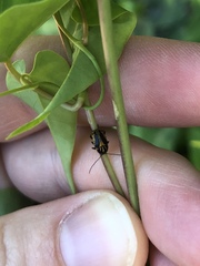 Cryptocephalus castaneus