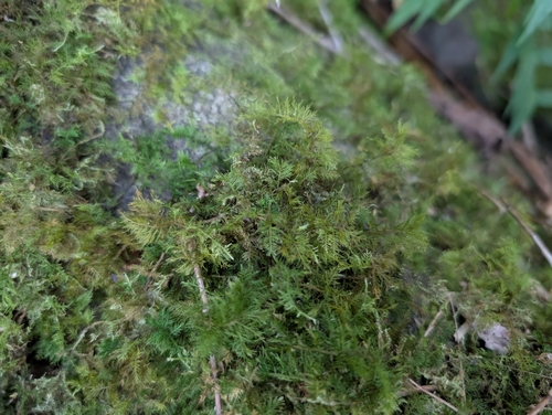Image of Thuidium cymbifolium by (c) Damien Wallace, some rights reserved (CC BY)