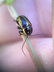 Cryptocephalus castaneus