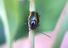 Cryptocephalus castaneus