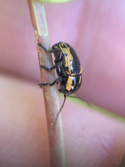 Cryptocephalus castaneus