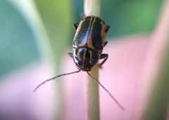 Cryptocephalus castaneus