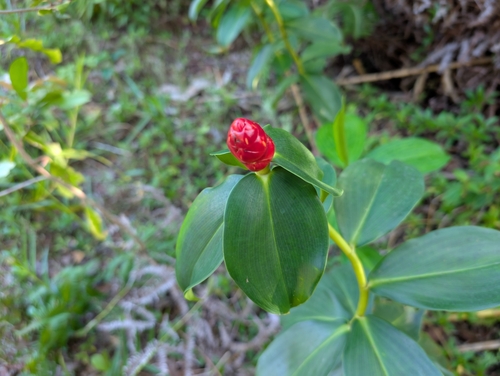Image of Costus woodsonii by (c) Damien Wallace, some rights reserved (CC BY)