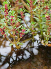 Rotala malampuzhensis