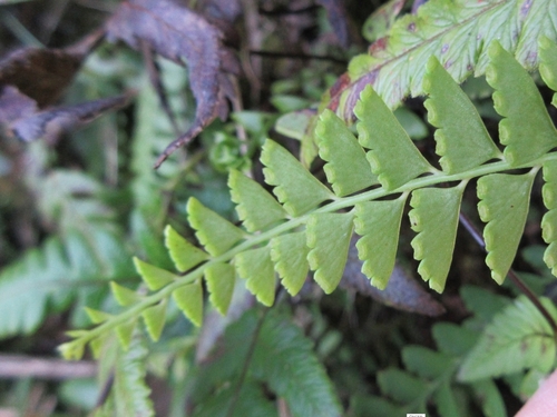 Osmolindsaea odorata iNat (2)