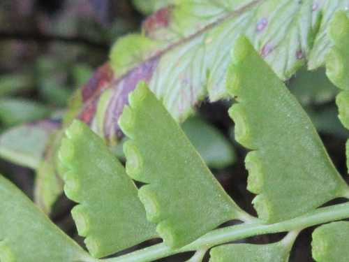 Osmolindsaea