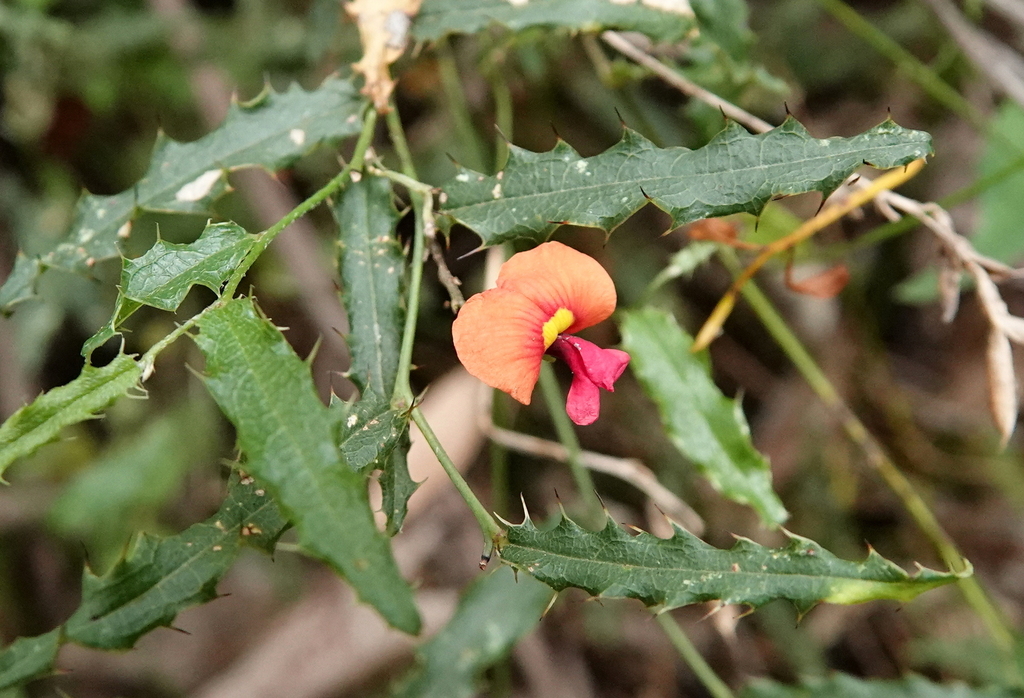 Chorizema retrorsum