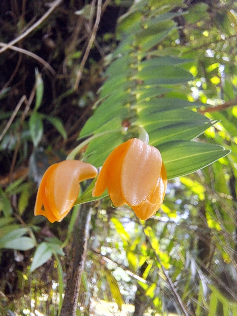 Dendrobium igneum J.J.Sm.