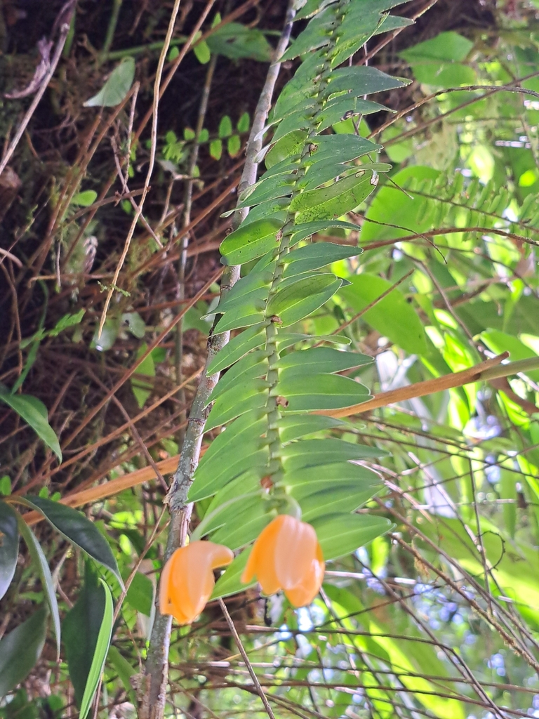 Dendrobium igneum J.J.Sm. 2