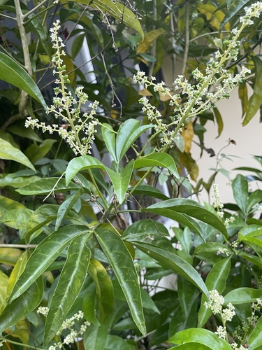 Euodia hortensis observed 2024-12-15