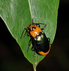Promechus australicus